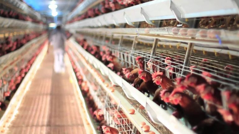 Técnico en Producción Avícola.